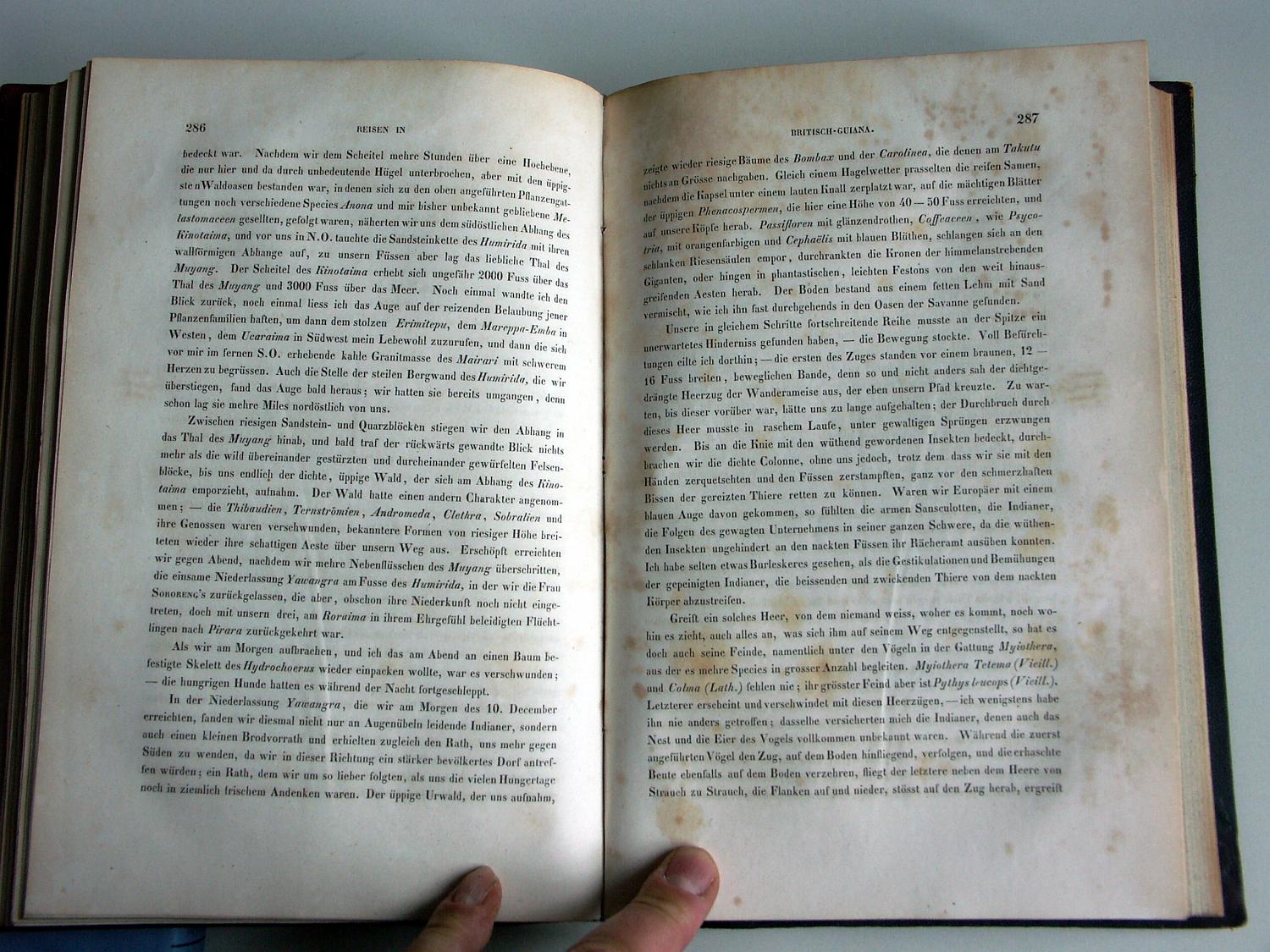 ZZ-RISC48,S.286 Dorf Yawangra 10.Dezember Pythys leucops